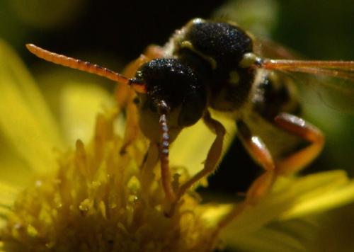 Nomada sp.